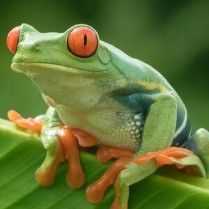 Froggitty frog.jpg