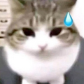 Thumbnail for version as of 13:45, 7 September 2025